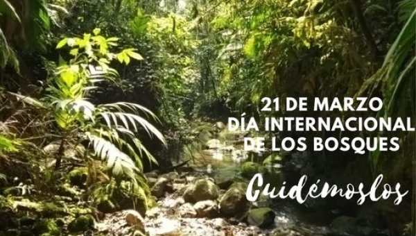  Día Internacional de los Bosques